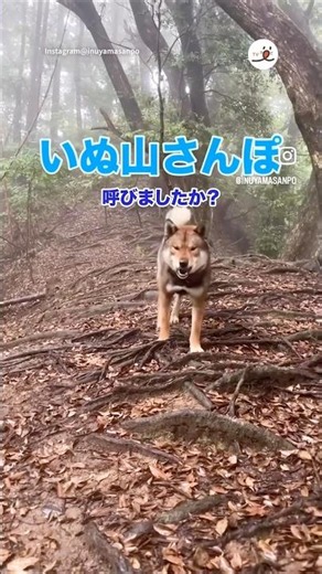 犬笛で戻ってくる四国犬｜PECO