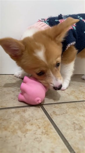 🍂 "I Am An Autumn!" Adorable Corgi Puppy in a Fall Sweater 🐾 | Waggles Roanoke