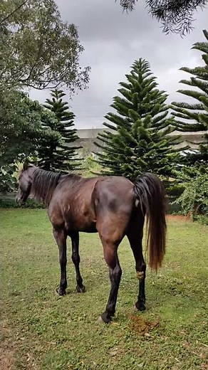 horse poop stinks for eating too well.
