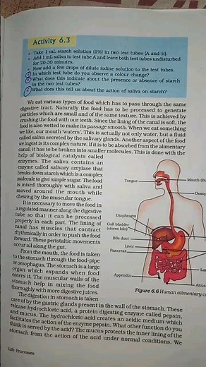 Activity 5.3 (old book 6.3 ) || Class 10 Science || Ch 5 Life Processes