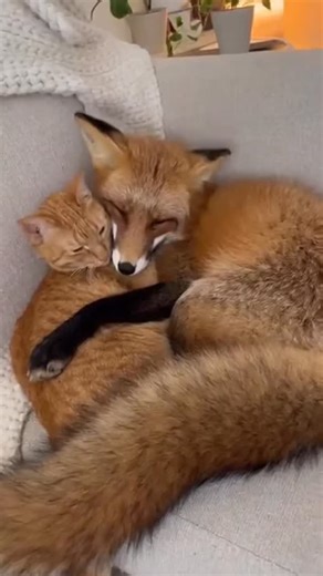 FOX LOVER COMMUNITY on Instagram: "Cat and fox cuddles Credit @animalfolk"