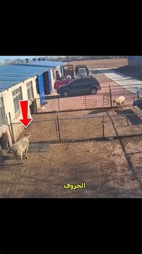 خاروف ماكر فاز عليه بدون جهد 😎