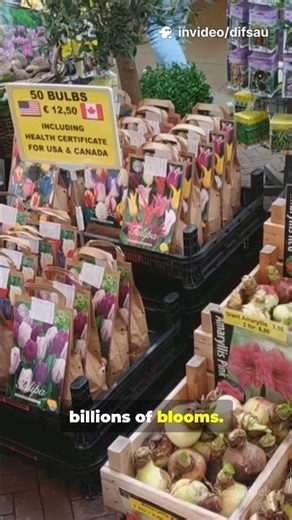 5 Surprising Things You Didn’t Know About the Netherlands 🇳🇱 #facts #countryfacts