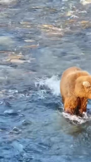 1.4K views · 19 reactions | 5 Animals That Cause Their Own Death _Animals _AnimalFacts | Nature's Animal Kingdom | Facebook