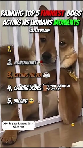 Ranking Top 5 Funniest Dogs Acting As Humans Moments!