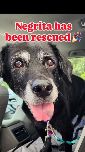 ✨️Negrita, we kept our promise to you ✨️ From the very beginning, we told you that you would never be alone again and we meant it. At 12 years old, you were taken out of the shelter by someone who said they would adopt you… and then changed their mind. It wasn’t fair, and you didn’t deserve that heartbreak. But your story didn’t end there. The wonderful rescue @saltydogrescuefl didn't hesitate to help her! Last week, we transported you to a volunteer from this incredible rescue that has been sav