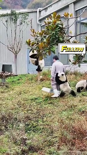 Adorable Panda Compilation - Funny and Cute Panda Videos