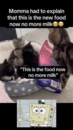 Momma had to explain the diet change🥹 #fyp #viral #animals #cat #kitten #aww #cute #cats #fypシ #yt