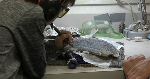 11-year-old uncovers 48-million-year-old turtle fossil