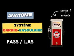 ANATOMIE - Cœur et circulation