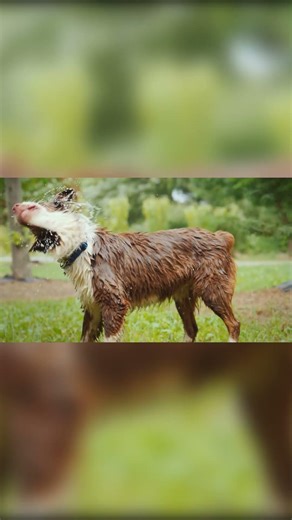 Baby Sign for Wet - Baby Sign Language #shorts #learntotalk #oxbridgebaby