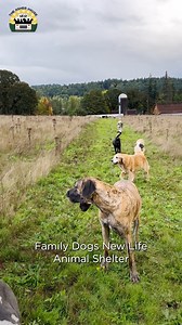 Yes, we adopt dogs out! Please follow New Life Asher House for all adoption updates 🐶❤️ | The Asher House