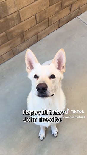 Celebrating John Travolta's Birthday with Disney's BOLT