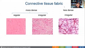 Effect of Stretching on the Resolution of Inflammation Within Connective Tissue