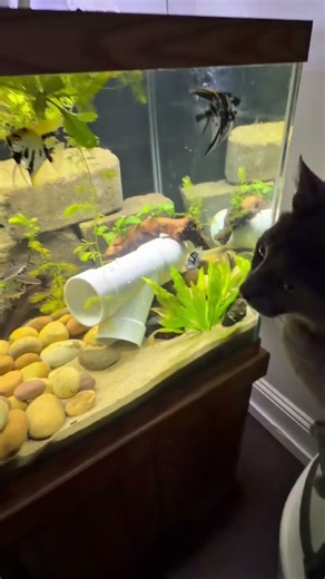 why does my cat think this is his job 😭