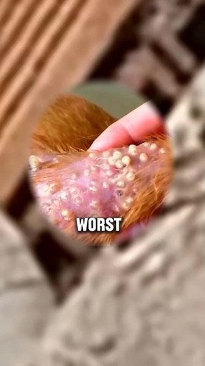 Effective Mango Worm Removal for Dogs