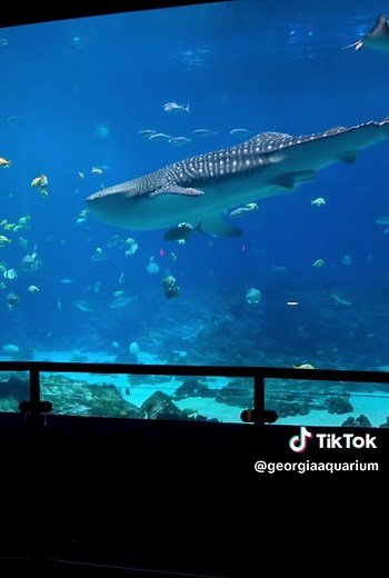 Live: Witness a Whale Shark Feed at Georgia Aquarium