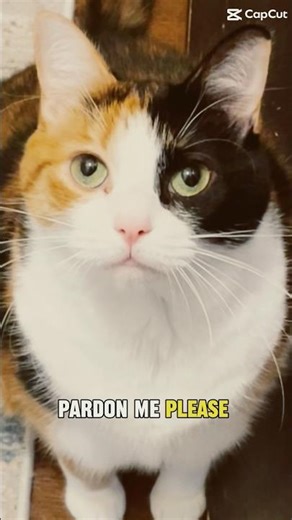 Do you need to hear something positive today? 😊 #catvideos #catshorts #trendingshorts