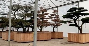 An introduction to the wonderful world of bonsai, from species to sourcing to bonsai care | Alaster Anderson - The Planting Experts | Plant Advice, Installation & Maintenance