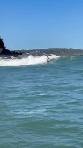 52K views · 132 reactions | Surfs up in * checks notes * Sydney Harbour ?  @lincoln_ld at Grotto Point Balgowlah | Manly Observer | Facebook