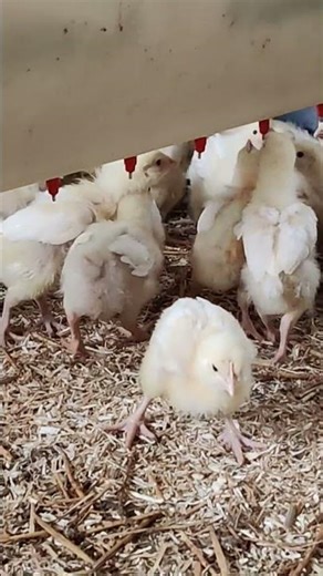 Here's our Hubbard 757s at 2 weeks old, still under the heat lamp.