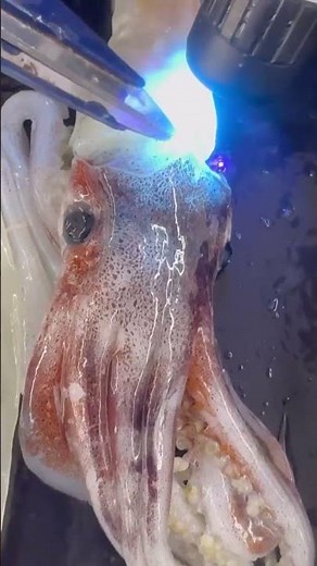 The parasite Tentacularia is synonymous with bonito, but it can also be found in Japanese flying ...