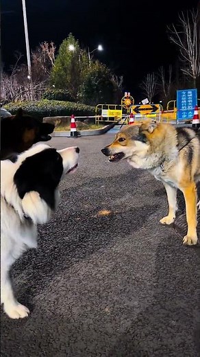 German Shepherd vs Czechoslovakian Wolfdog Which Breed Is More Intimidating #dog
