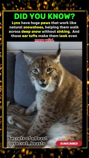 DID YOU KNOW WHY LYNX HAVE GIANT PAWS?