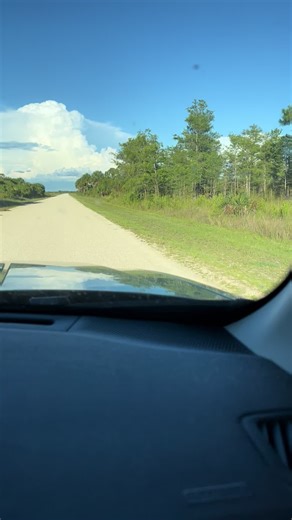 Wild florida panther sighting in the Florida Everglades! There are only about 200 panthers left in the wild and they are incredibly rare to see. #floridapanther #panther #everglades #rare #endangered #florida #wildlife #nature #outdoors