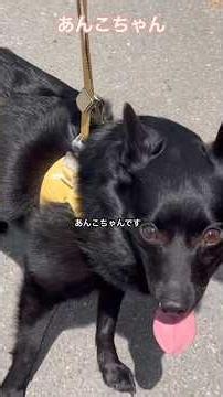 今回は、ベルギー原産のスキッパーキーのあんこちゃんです。とても珍しいですね。#スキッパーキー#わんちゃん大好き#いぬのいる生活#ベルギー原産#街角で出会ったわんちゃん