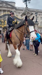 "Majestic Mounted Horses at Buckingham Palace" - "Visiting Buckingham Palace and saw the impressive mounted horse guards, a must-see for anyone in London." 🐎 👑 | King Guards horses England