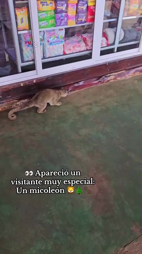 Micolión: Un Encuentro Único en Cerro El Pital