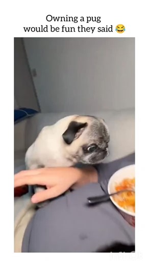 Puppies | Dogs | Cuteness 🐶 on Instagram: "🤌😂"