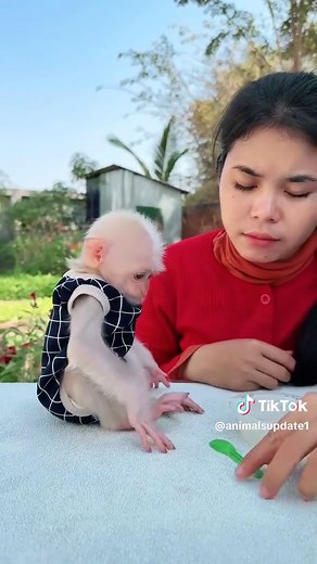 Caring for a Baby Monkey: Our Adoption Journey