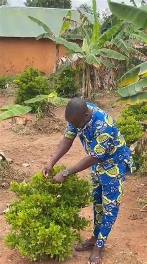 Ah, la baie miraculeuse ou Synsepalum dulcificum pour les intimes porte bien son nom. Ce petit fruit rouge, discret à première vue, cache un pouvoir qui défie la logique et émerveille les papilles. Découvrez dans cette vidéo quelques choses d'intéressantes. #laterrenement | AgroPé La Terre Ne Ment