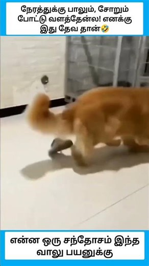 என்ன ஒரு சந்தோசம் இந்த வாலு பயனுக்கு #shorts