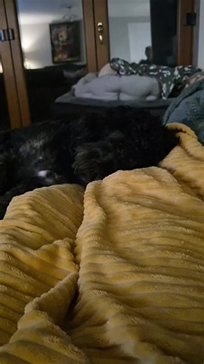 #cutedog #dogpack #dogpackfamily #cockerpoosoftiktok #cockerpoo when your human is full of cold I become the radiator 🩷🐶