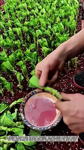 Innovative Agricultural Technique: Method of Planting Seedlings with Nutrient-Rich Liquid Medium