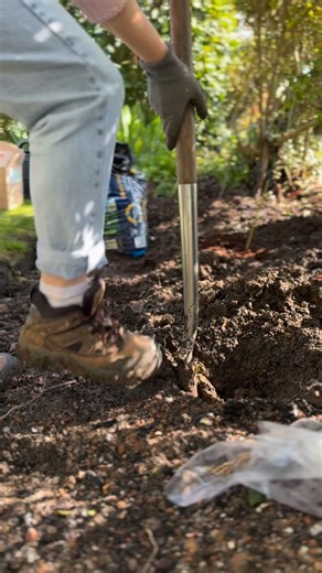 You don’t want your bare roots dying in your borders, so it’s important to get it right if you decide to plant them direct instead of potting and growing them on first. • The border will need to have clear space for your plant to grow without competition from neighbouring plants. • you’ll need to check on them daily for pest damage, that the soil is moist enough and remove any weeds so they don’t become lost or over crowded. • your border should have rich, free-draining soil with a nice crumbly 