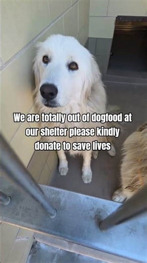 The moment I walked up to their kennel, these two giant, glowing white clouds of dogs#usa #rescuedog