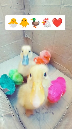 Colorful Chicks Video - Cute Baby Hen Babies Compilation