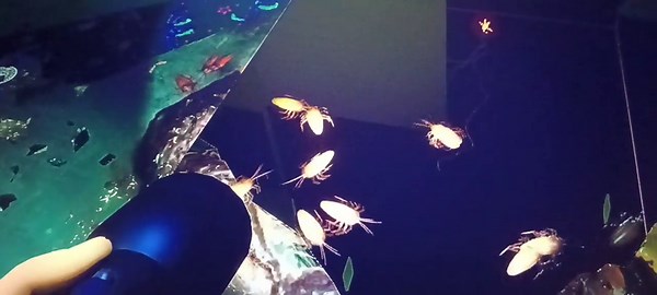 New FNaF: SB Ruin DLC PS4 bug.