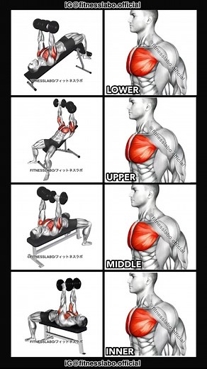 ✅ Chest Workout Using Dumbbells ① Decline Dumbbell Press ② Incline Dumbbell Press ③ Dumbbell Press ④ Dumbbell Squeeze Press 3 sets 8~10 reps #fitness #gym #exercise #workout #workoutroutine #exercisetips #fitnesstips #bodybuilding #chestworkout #chestday