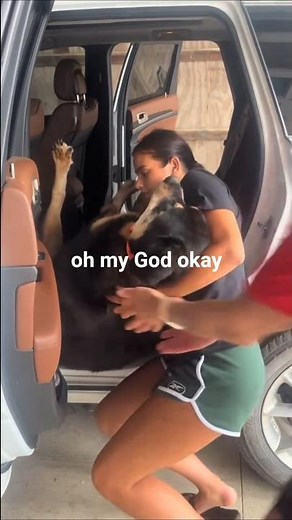 No he is not willing but yes he..: #funny #dogs #dogshorts #dog #puppy@tatumstov