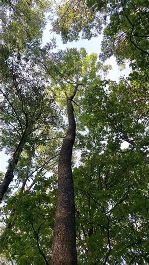 Fraxinus Excelsior 2025 : The Ash