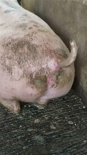Baby Pig Playing in Mud – So Cute! 🐷💦 #BabyPig #CutePig #ViralVideo