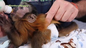 37K views · 1.7K reactions | Baby Monkey Happy enjoys a delicious baby bottle and almost falls asleep eating! Be sure to subscribe to watch Happy grow up! CUTENESS OVERLOAD! #BabyMonkey | MonkeyHappy | Facebook