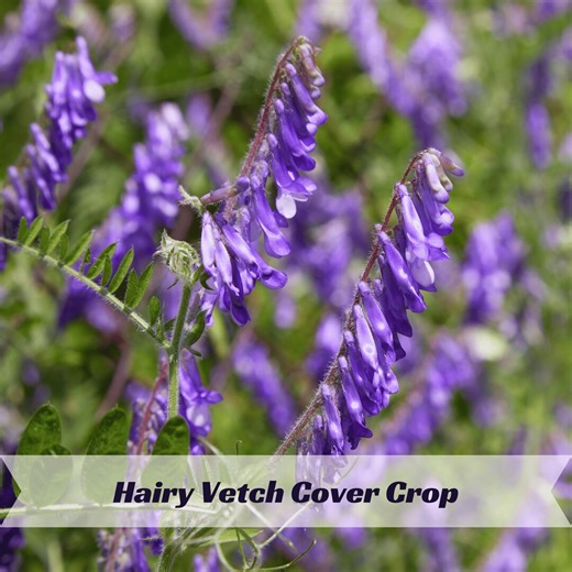 Hairy Vetch Cover Crop Seeds – Natural Soil Enricher – Nitrogen-fixing and Erosion-control Plant for Garden - Etsy