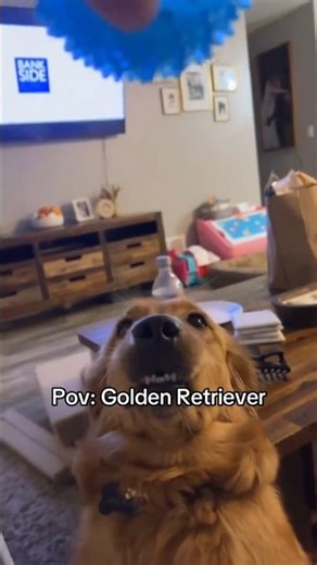 The beautifulst animal on this World!🌎❤️‍🩹🐶🐾❤️‍🩹 #goldenretriever #dog #puppy #cutedog #viral #fypシ