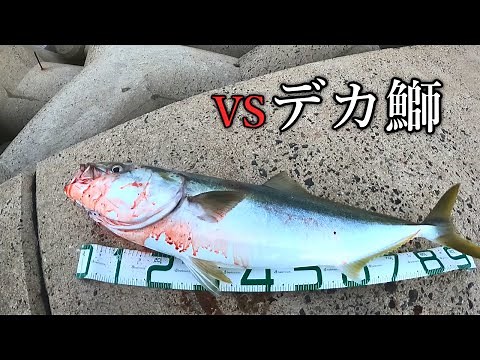 91cm堤防ブリと真っ向勝負！【ショアプラッキング】